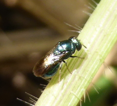 Holophris