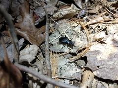 Carabus goryi