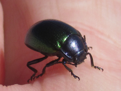 Chrysolina auripennis