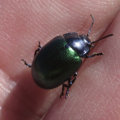 Chrysolina auripennis