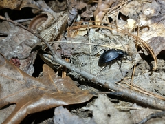 Carabus goryi