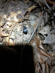 Carabus goryi