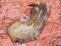 Notocomplana