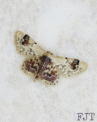 Idaea asceta