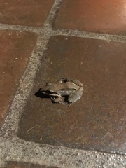 Leptodactylus mystaceus