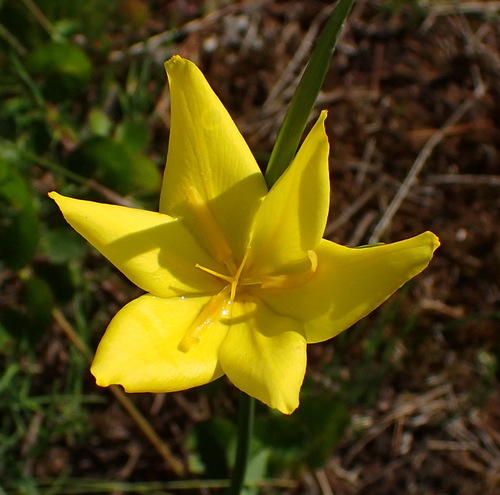 Image of Bobartia aphylla by (c) Nicola van Berkel, some rights reserved (CC BY-SA)