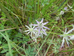 Eryngium hookeri