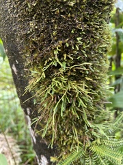 Cochlidium serrulatum