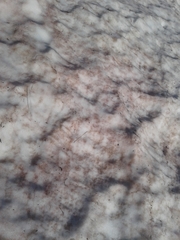 Chlamydomonas nivalis