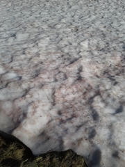 Chlamydomonas nivalis