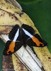 Adelpha cocala