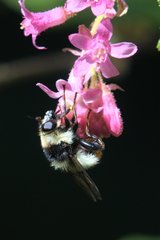 Criorhina caudata
