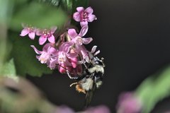 Criorhina caudata