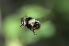 Criorhina caudata