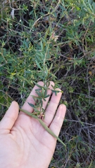 Periploca laevigata angustifolia