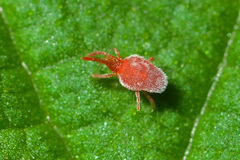 Allothrombium fuliginosum