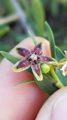 Periploca laevigata angustifolia