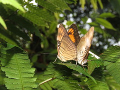 Adelpha mesentina
