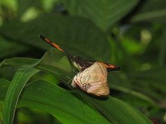 Adelpha mesentina