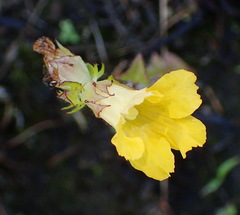 Alectra sessiliflora sessiliflora