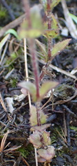 Alectra sessiliflora sessiliflora