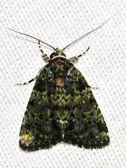 Iambia melanochlora