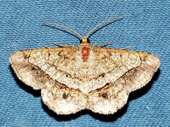 Chiasmia streniata
