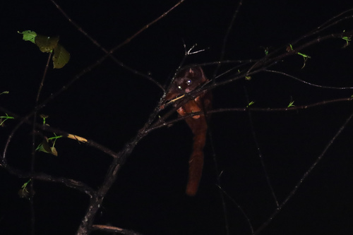 Thomas's Flying Squirrel