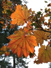 Acer japonicum