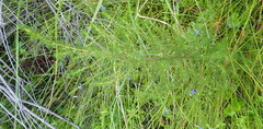 Cliffortia paucistaminea australis