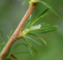 Cliffortia paucistaminea australis