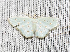 Comostolopsis stillata