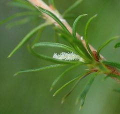 Cliffortia paucistaminea australis