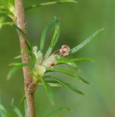 Cliffortia paucistaminea australis