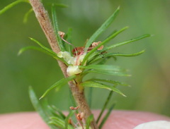 Cliffortia paucistaminea australis