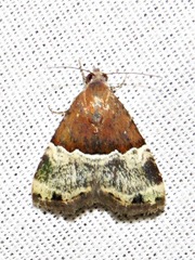 Ozarba hemiochra