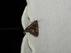 Melipotis bisinuata
