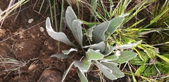 Helichrysum dasymallum