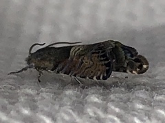 Sereda tautana