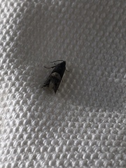 Sereda tautana