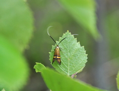 Nemophora degeerella