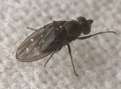 Scatella