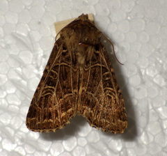 Sideridis reticulata