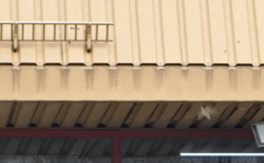 Passer domesticus domesticus