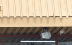 Passer domesticus domesticus