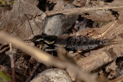 Philonthus decorus