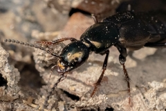 Philonthus decorus