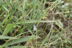 Leptotes cassius