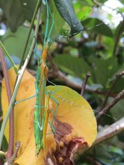 Tithonophasma tithonus