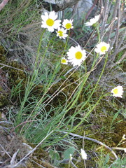 Leucanthemum burnatii